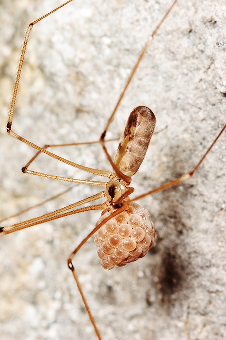 Pholcus phalangioides